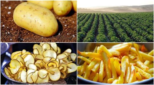 21 érdekesség, amit eddig biztos, hogy nem tudtál a krumpliról