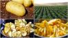 21 érdekesség, amit eddig biztos, hogy nem tudtál a krumpliról