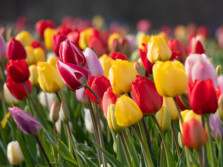 tulipán virág