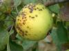 Hogyan védd meg az almafákat a varasodástól?