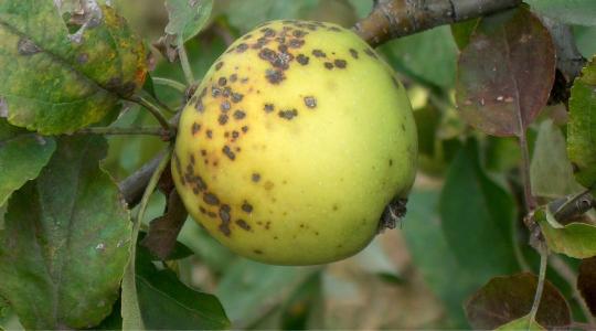 Hogyan védd meg az almafákat a varasodástól?