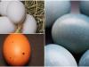 Ezek a tyúkfajták színes tojásokat tojnak!