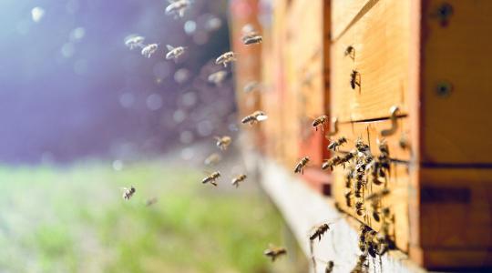 Ezeket a támogatásokat igényelhetik a méhészek