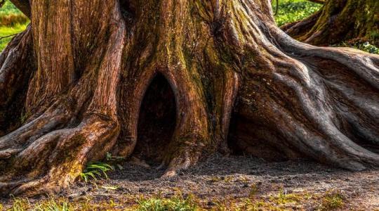 A világ legöregebb fája legalább 4789 éves