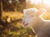 Hova kerülnek a magyar bárányok húsvétkor? Meg fogsz lepődni!