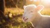 Hova kerülnek a magyar bárányok húsvétkor? Meg fogsz lepődni!