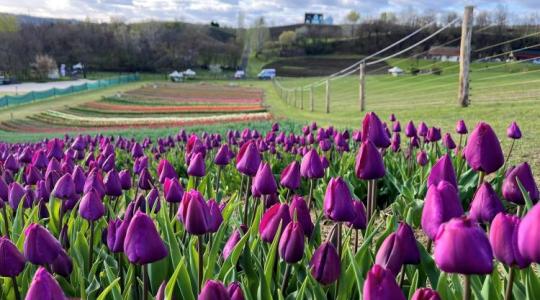Nézegess gyönyörű tulipános képeket Kőröshegyről!
