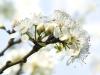 Virágzó fák permetezése: szabad egyáltalán?