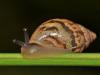 Ausztráliában parazita legyeket alkalmaznak a gabonákat károsító csigák ellen