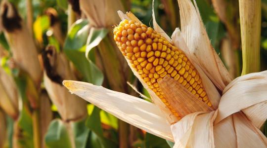 Toxinkontroll kukoricában
