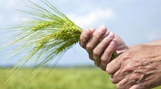 Új pályázatok, az őszi búza tápanyagigénye, azonnali több milliós haszon gabonakereskedőknek