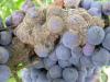 Itt az ideje megalapozni a szőlő peronoszpóra elleni védelmét!
