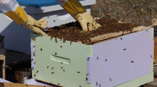 A hazai méhészek kitartanak