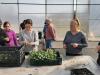 Ismét zöldségnövény palántanevelési tanfolyamot hirdet a MATE