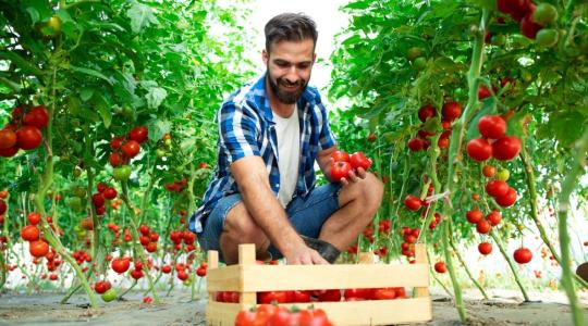 Véleményezhetőek az új kertészeti és élelmiszeripari beruházási pályázati felhívások