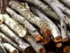 Lebuktak a fatolvajok: 406 darab élő fát vágtak ki illegálisan 