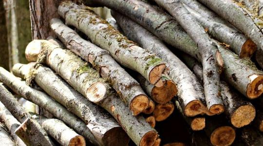 Lebuktak a fatolvajok: 406 darab élő fát vágtak ki illegálisan 
