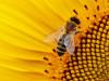 A méhpopuláció csökkenésével nemcsak a méznek inthetünk búcsút