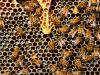 Kizárólag uniós eszközökkel enyhíthető a kínai méz pusztító hatása