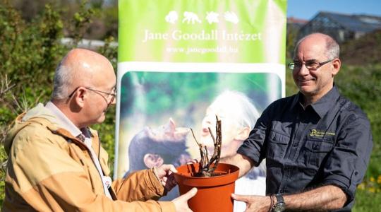 Elültették Jane Goodall békét hozó rózsatöveit a MATE Budatétényi Rózsakertjében