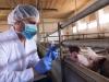 Jelentősen csökkent az állatgyógyászatban az antibiotikumok felhasználása