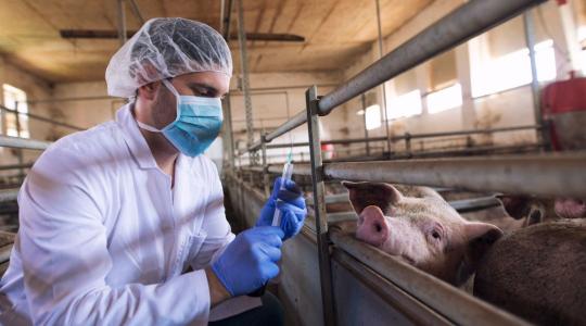 Jelentősen csökkent az állatgyógyászatban az antibiotikumok felhasználása