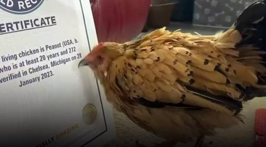 Elpusztult a világ legöregebb csirkéje