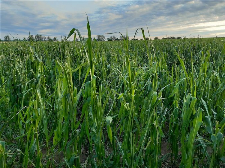 Jégverés okozta károsodás kukoricában