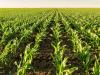 Minden gyomproblémára van jó megoldásunk – kukoricában is!