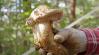 A titokzatos matsutake, a világ legdrágább gombája