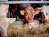 Mennyi a gabonafélék aránya az állatok takarmányozásában?