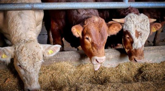 Mennyi a gabonafélék aránya az állatok takarmányozásában?