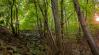 Ezt kell tudni a fiatal erdők állománynevelésének támogatásáról