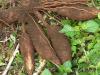 A maniókanövény megvetette a lábát az európai piacon