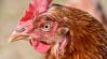 Csirketollból élelmiszer? Egy kutató megcsinálta
