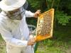 Miért füst segítségével gyűjtik be a méhészek a mézet? 