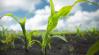Gyors és tartós hatás egy kezeléssel a kukorica gyomirtásában