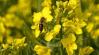 Bécsben ingyenes társkeresővel találnak egymásra a méhek és a virágok
