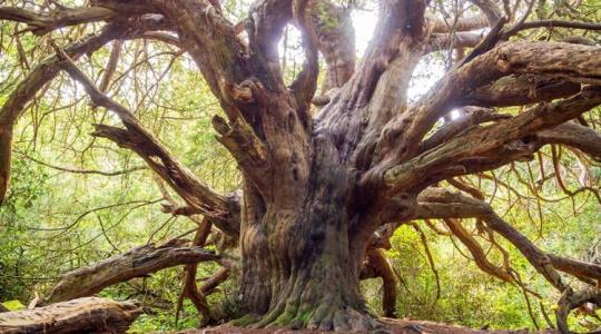 Ebben az erdőben lehetetlen meghatározni a fák korát +VIDEÓ