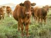 Fontos változás a húshasznú szarvasmarha állatjóléti támogatásnál