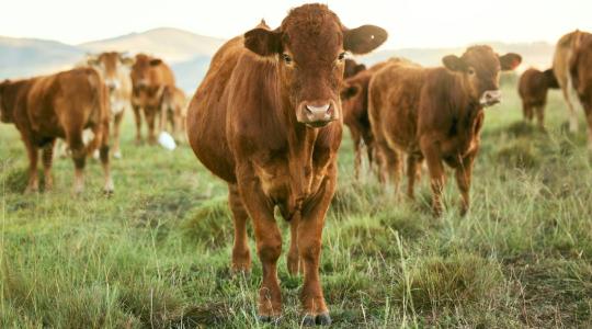Így lehet igényelni a húshasznú szarvasmarha állatjóléti támogatást