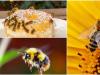 Darazsak, dongók, méhek: hogyan különböztetheted meg őket egymástól?