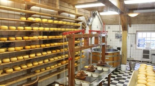 Ezért lopják elképesztő mértékben a sajtokat Hollandiában 