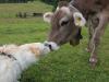 A réten vagy legelőn hagyott kutyaürülék veszélyes lehet a tehenekre