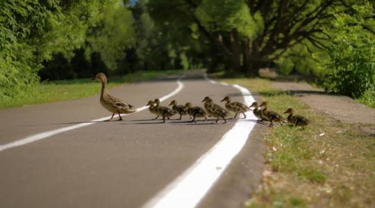 Ha kacsacsaláddal találkozol az úton, így segíts nekik! +VIDEÓ