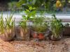 Zöldségmaradékból új növény nevelése a konyhaablakban? Lehetséges?