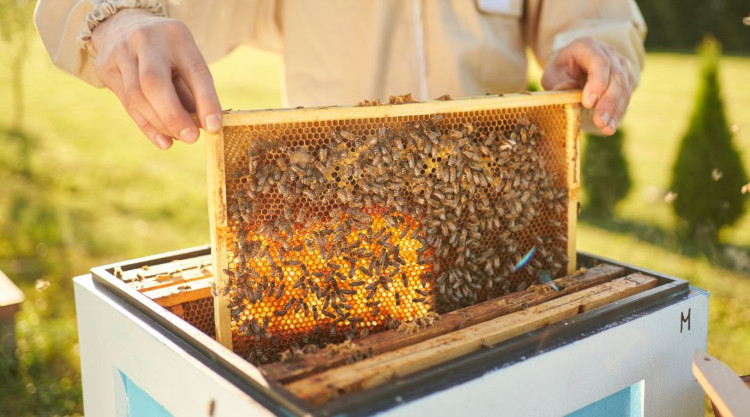 Nemcsak a méz miatt fontosak a méhek, hanem a beporzásra is szükség van