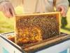 Nagy István: A méhészet az agrárium egyik legfontosabb ágazata