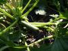 Cukkini, a sikerzöldség: egyszerű termesztés, bőséges termés