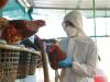Madárinfluenza: kell-e tartanunk újabb pandémiától? 